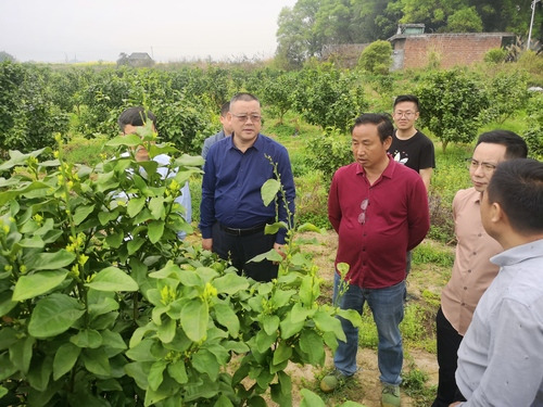 九州线上平台:何福林率博士团赴邑口村开展服务 助力乡村振兴