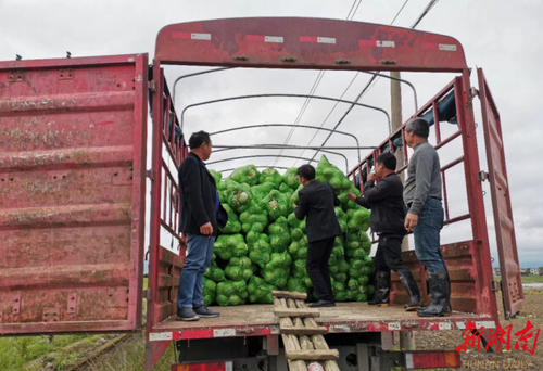 九州线上平台驻村工作队:情系菜农拓销路,为民解忧暖人心